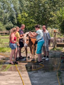 pony wassen